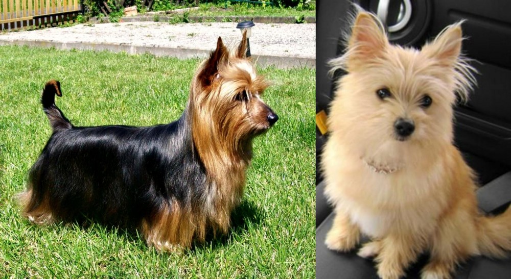 Yoranian vs Australian Silky Terrier - Breed Comparison
