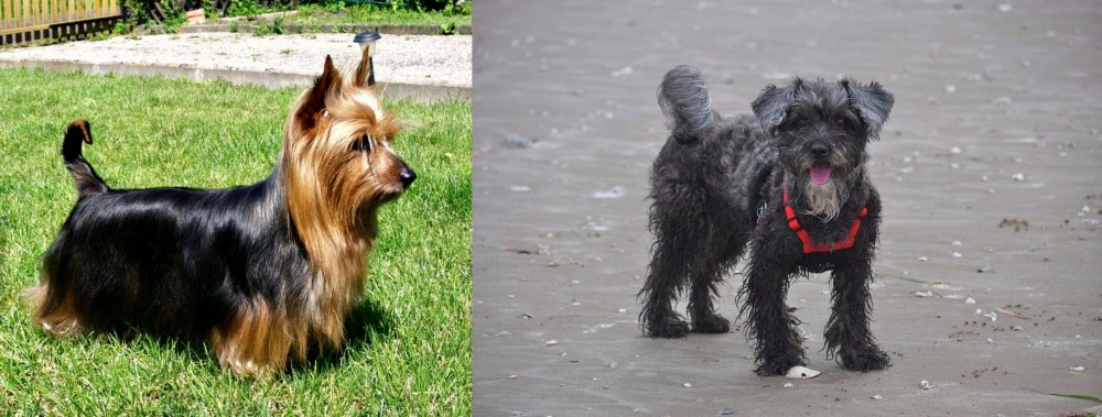 YorkiePoo vs Australian Silky Terrier - Breed Comparison