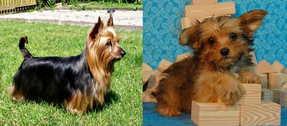 Yorkillon vs Australian Silky Terrier - Breed Comparison