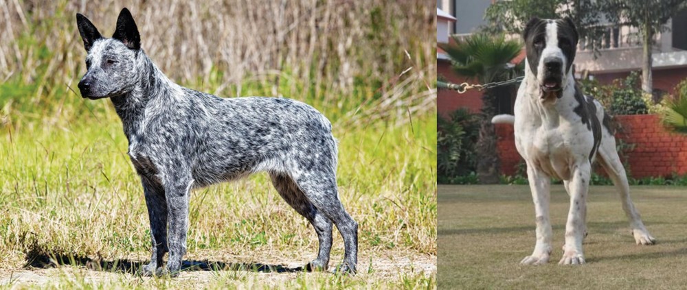 Alangu Mastiff vs Australian Stumpy Tail Cattle Dog - Breed Comparison