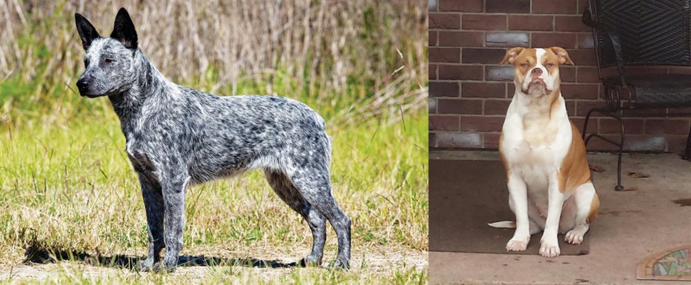 Alapaha Blue Blood Bulldog vs Australian Stumpy Tail Cattle Dog - Breed Comparison