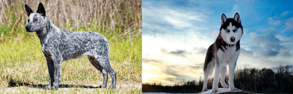 Alaskan Husky vs Australian Stumpy Tail Cattle Dog - Breed Comparison