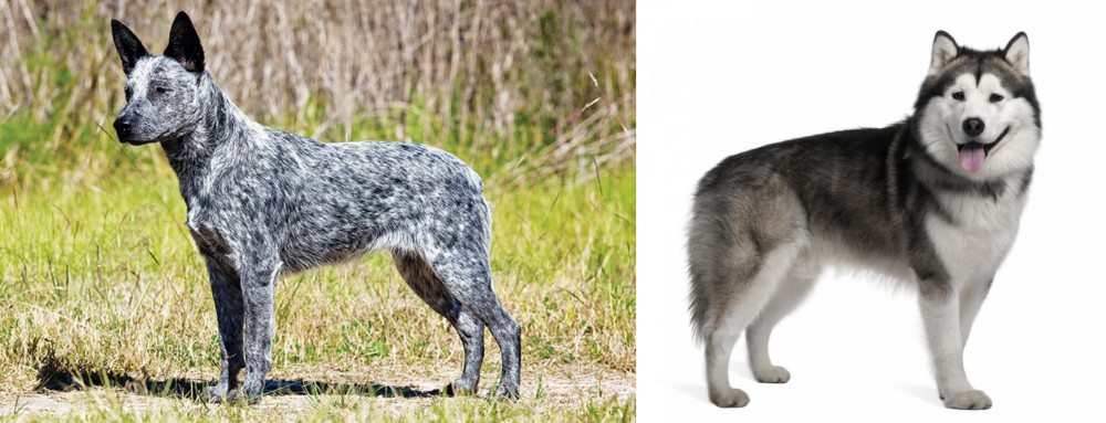 Alaskan Malamute vs Australian Stumpy Tail Cattle Dog - Breed Comparison