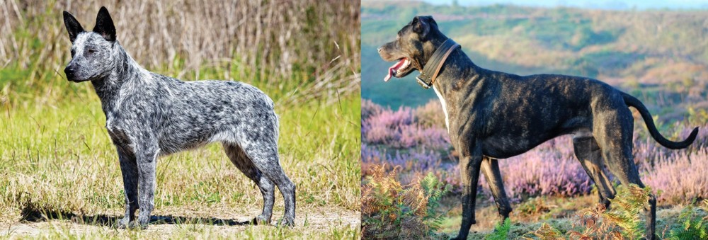 Alaunt vs Australian Stumpy Tail Cattle Dog - Breed Comparison