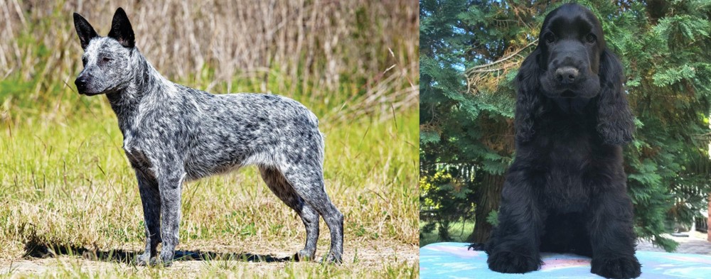 American Cocker Spaniel vs Australian Stumpy Tail Cattle Dog - Breed Comparison