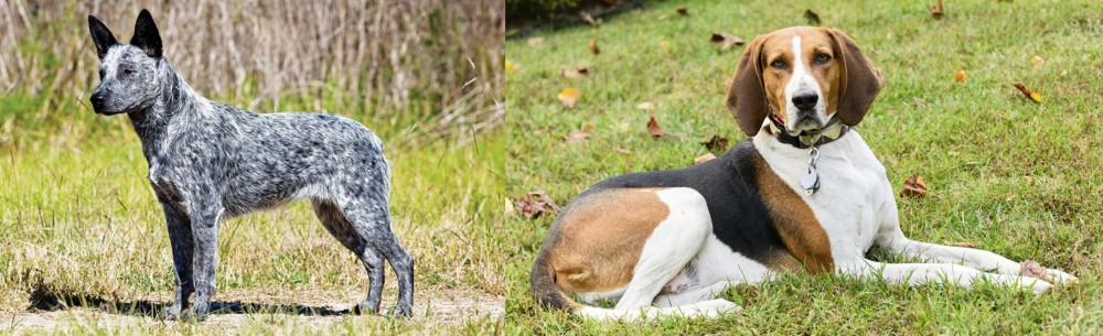 American English Coonhound vs Australian Stumpy Tail Cattle Dog - Breed Comparison