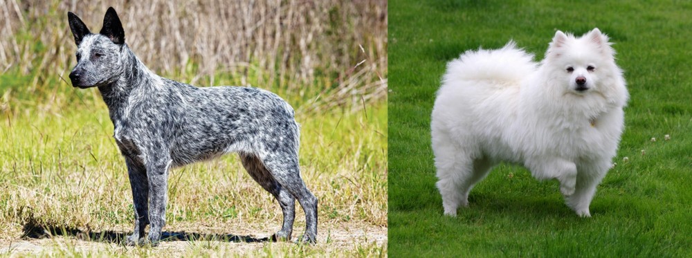 American Eskimo Dog vs Australian Stumpy Tail Cattle Dog - Breed Comparison