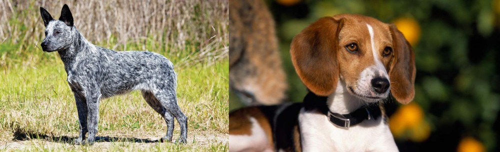 American Foxhound vs Australian Stumpy Tail Cattle Dog - Breed Comparison