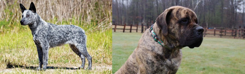 American Mastiff vs Australian Stumpy Tail Cattle Dog - Breed Comparison
