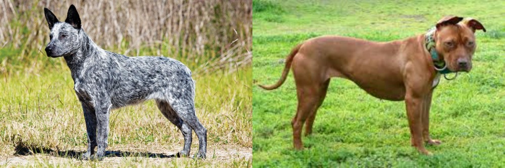 American Pit Bull Terrier vs Australian Stumpy Tail Cattle Dog - Breed Comparison
