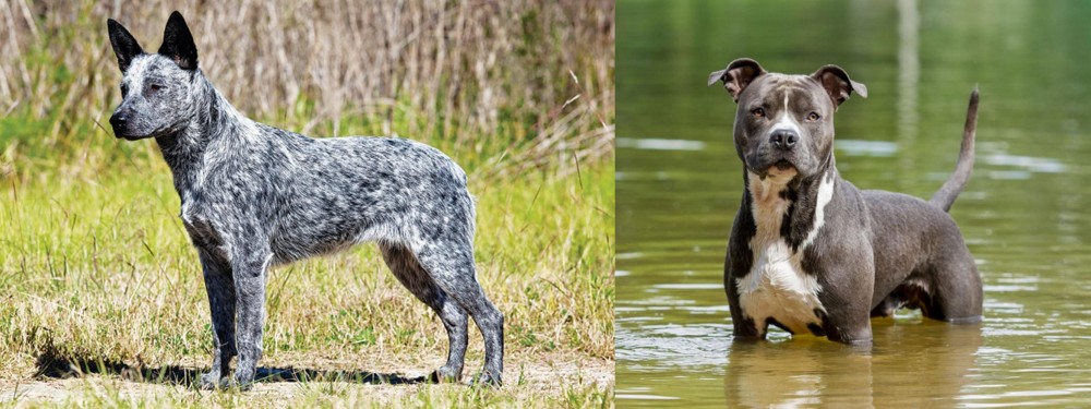 American Staffordshire Terrier vs Australian Stumpy Tail Cattle Dog - Breed Comparison
