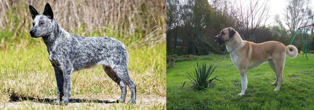 Anatolian Shepherd vs Australian Stumpy Tail Cattle Dog - Breed Comparison