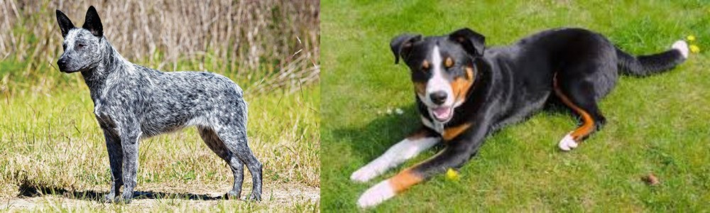 Appenzell Mountain Dog vs Australian Stumpy Tail Cattle Dog - Breed Comparison