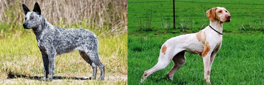 Ariege Pointer vs Australian Stumpy Tail Cattle Dog - Breed Comparison