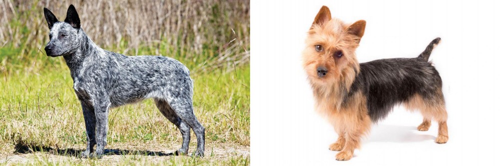 Australian Terrier vs Australian Stumpy Tail Cattle Dog - Breed Comparison