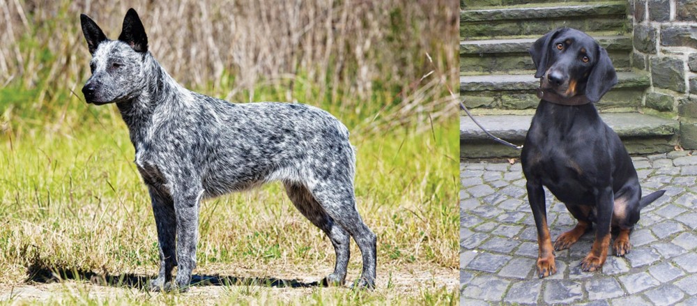 Austrian Black and Tan Hound vs Australian Stumpy Tail Cattle Dog - Breed Comparison