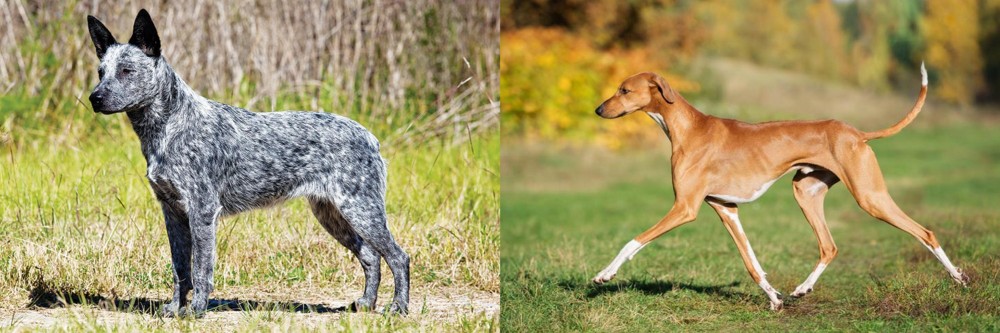 Azawakh vs Australian Stumpy Tail Cattle Dog - Breed Comparison