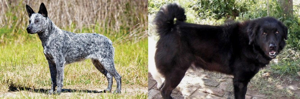 Bakharwal Dog vs Australian Stumpy Tail Cattle Dog - Breed Comparison