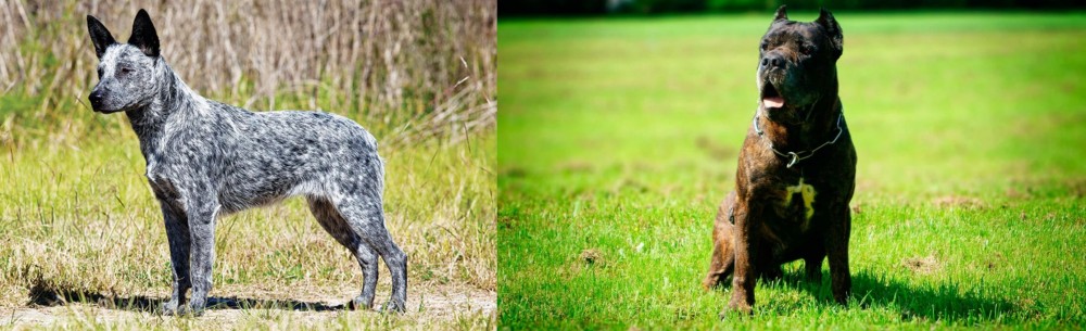 Bandog vs Australian Stumpy Tail Cattle Dog - Breed Comparison