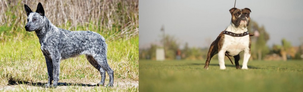 Bantam Bulldog vs Australian Stumpy Tail Cattle Dog - Breed Comparison