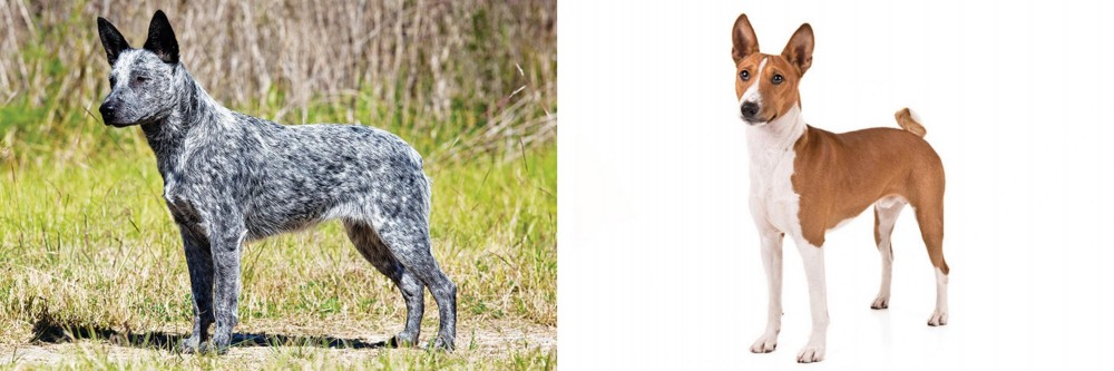 Basenji vs Australian Stumpy Tail Cattle Dog - Breed Comparison