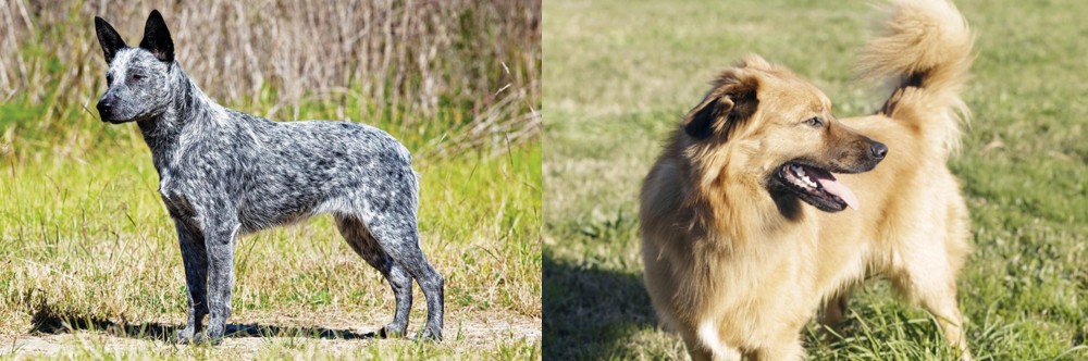 Basque Shepherd vs Australian Stumpy Tail Cattle Dog - Breed Comparison