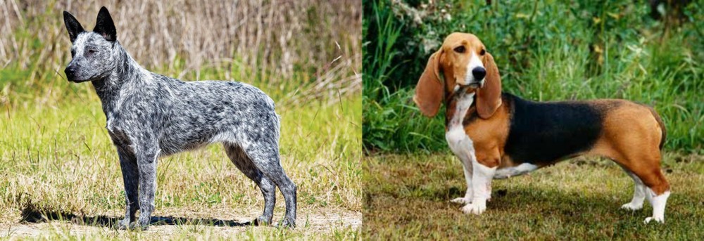 Basset Artesien Normand vs Australian Stumpy Tail Cattle Dog - Breed Comparison