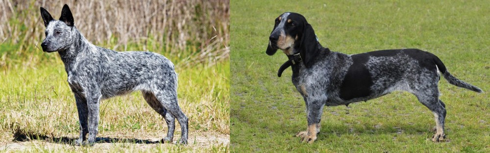Basset Bleu de Gascogne vs Australian Stumpy Tail Cattle Dog - Breed Comparison