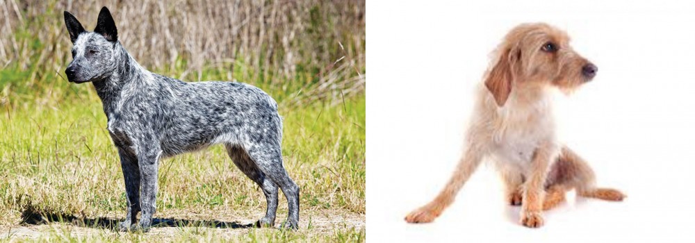 Basset Fauve de Bretagne vs Australian Stumpy Tail Cattle Dog - Breed Comparison