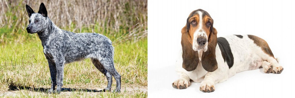 Basset Hound vs Australian Stumpy Tail Cattle Dog - Breed Comparison