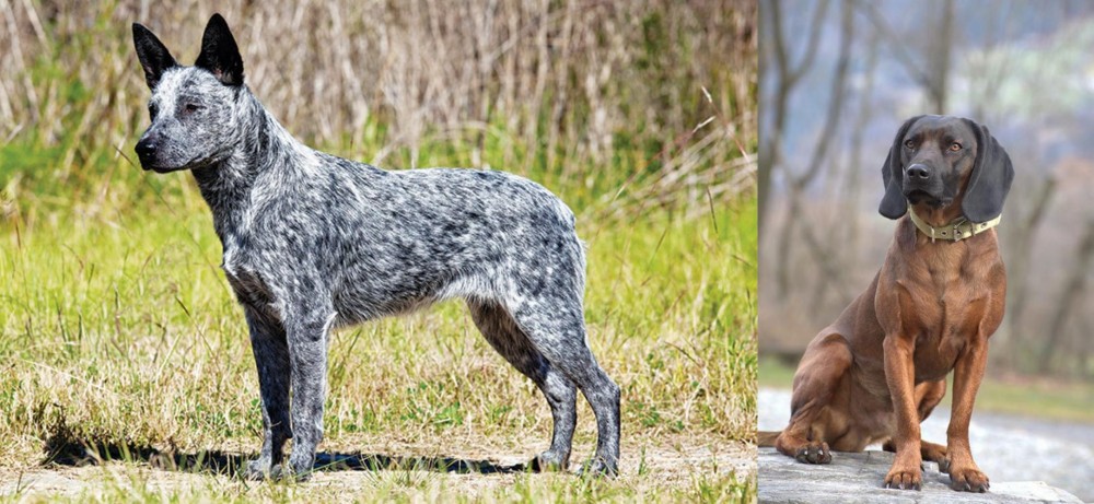 Bavarian Mountain Hound vs Australian Stumpy Tail Cattle Dog - Breed Comparison