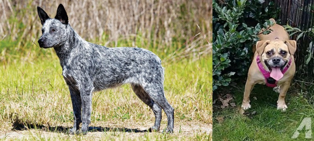 Beabull vs Australian Stumpy Tail Cattle Dog - Breed Comparison