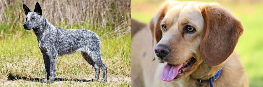 Beago vs Australian Stumpy Tail Cattle Dog - Breed Comparison