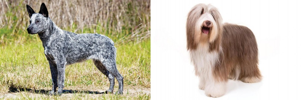 Bearded Collie vs Australian Stumpy Tail Cattle Dog - Breed Comparison