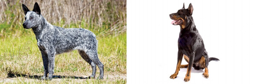 Beauceron vs Australian Stumpy Tail Cattle Dog - Breed Comparison