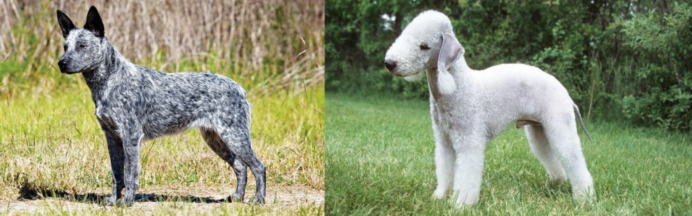 Bedlington Terrier vs Australian Stumpy Tail Cattle Dog - Breed Comparison