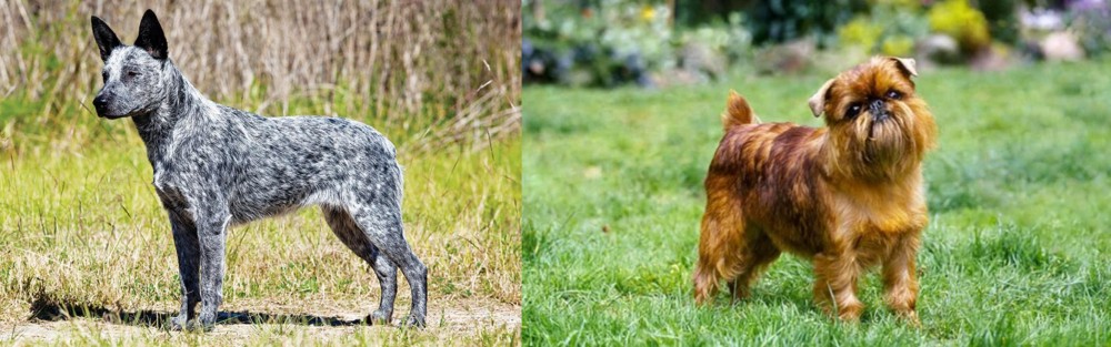 Belgian Griffon vs Australian Stumpy Tail Cattle Dog - Breed Comparison