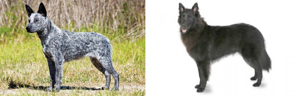 Belgian Shepherd vs Australian Stumpy Tail Cattle Dog - Breed Comparison
