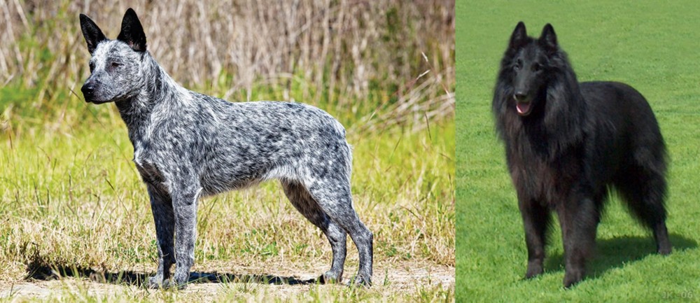 Belgian Shepherd Dog (Groenendael) vs Australian Stumpy Tail Cattle Dog - Breed Comparison