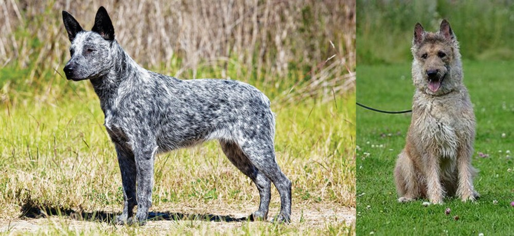 Belgian Shepherd Dog (Laekenois) vs Australian Stumpy Tail Cattle Dog - Breed Comparison