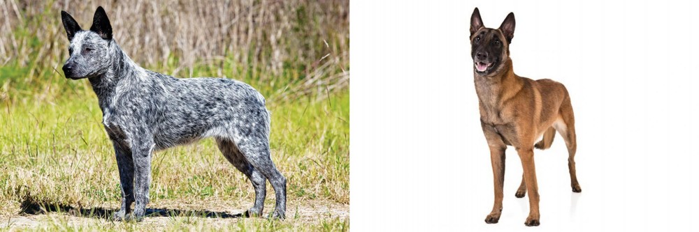 Belgian Shepherd Dog (Malinois) vs Australian Stumpy Tail Cattle Dog - Breed Comparison
