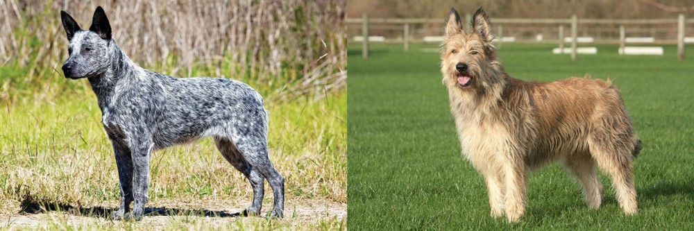 Berger Picard vs Australian Stumpy Tail Cattle Dog - Breed Comparison