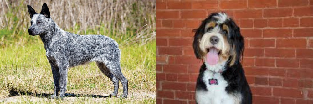 Bernedoodle vs Australian Stumpy Tail Cattle Dog - Breed Comparison