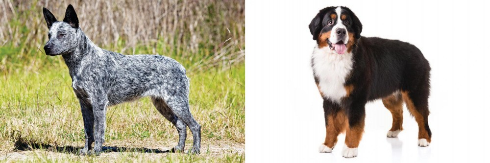 Bernese Mountain Dog vs Australian Stumpy Tail Cattle Dog - Breed Comparison