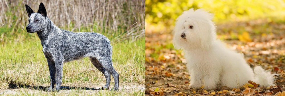 Bichon Bolognese vs Australian Stumpy Tail Cattle Dog - Breed Comparison