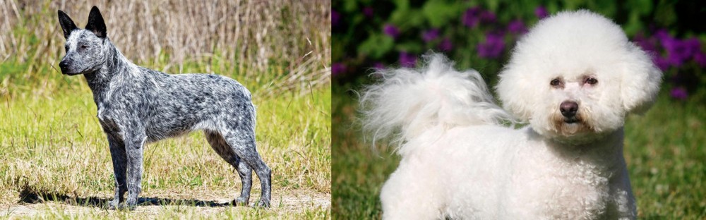 Bichon Frise vs Australian Stumpy Tail Cattle Dog - Breed Comparison