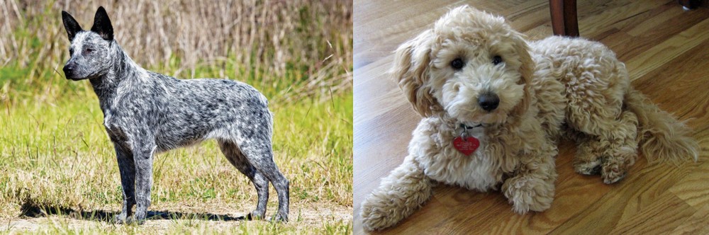 Bichonpoo vs Australian Stumpy Tail Cattle Dog - Breed Comparison