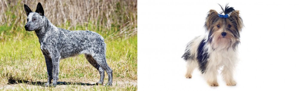 Biewer vs Australian Stumpy Tail Cattle Dog - Breed Comparison