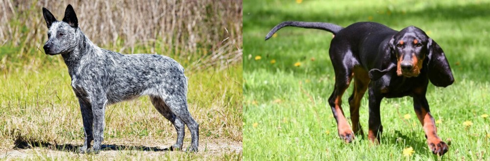 Black and Tan Coonhound vs Australian Stumpy Tail Cattle Dog - Breed Comparison