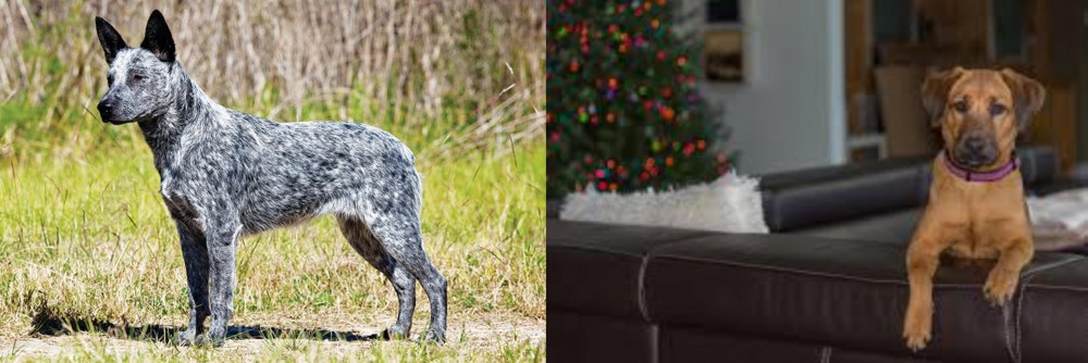 Black Mouth Cur vs Australian Stumpy Tail Cattle Dog - Breed Comparison